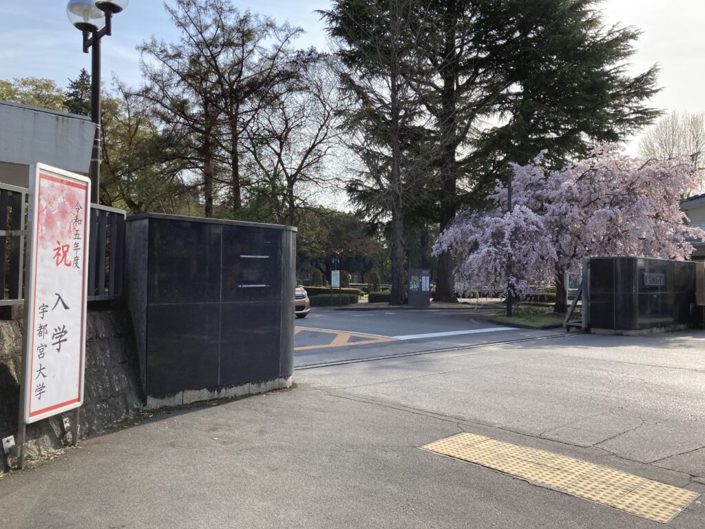 大学正門の枝垂桜